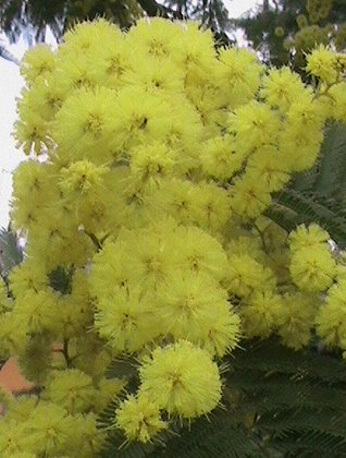 mimose.jpg